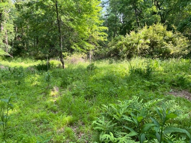 A wide grassy clearing bordered by trees.