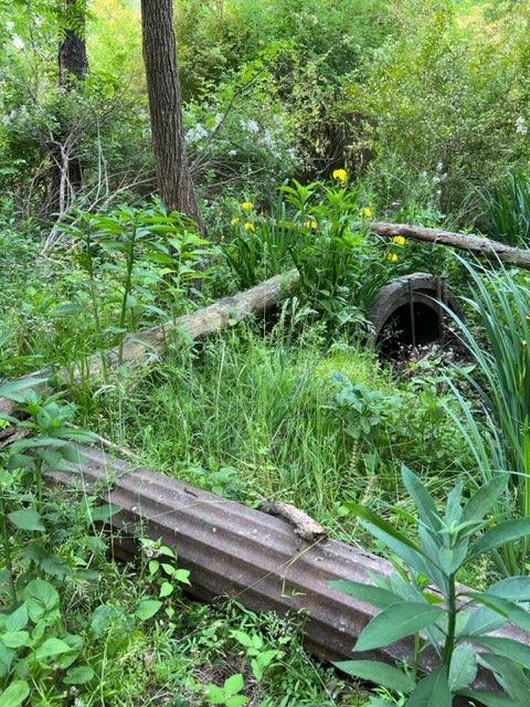 A rusted culvert pipe surrounded by wild yellow irises and fallen logs.
