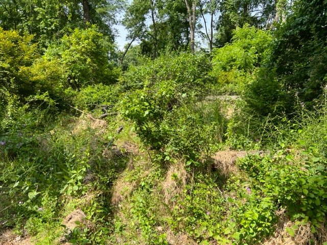 A hillside with bare dirt and early regrowth after clearing.