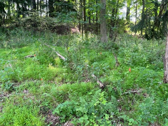 Several orange survey flags placed across a wooded clearing.
