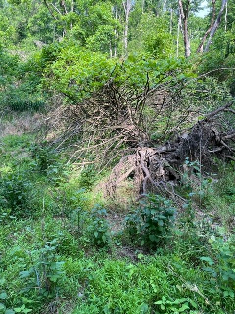 A large uprooted tree with an exposed tangle of roots.